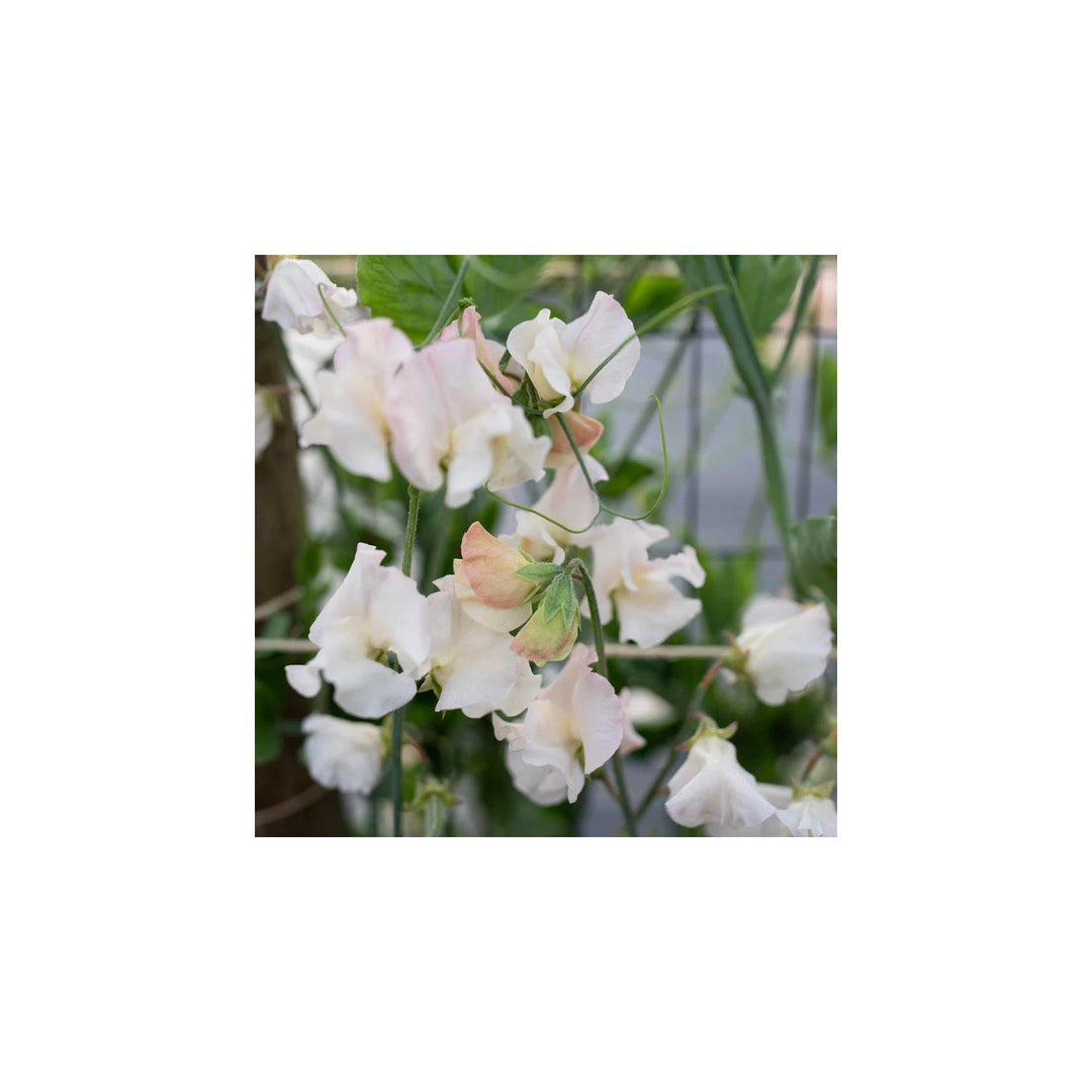 Sweet Pea Piggy Sue Flower For Planting Heirloom Non Gmo Fragrant Blooms Flower Seeds for Home [neera-v5-f1f5f6c759d1bc33aae6]