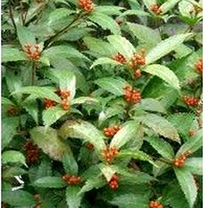 Heirloom Sarcandra Glabra Plant Seeds Non-GMO for Garden Planting Medicinal Evergreen Foliage [neera-v5-f1f7fbe52d5c201cf748]
