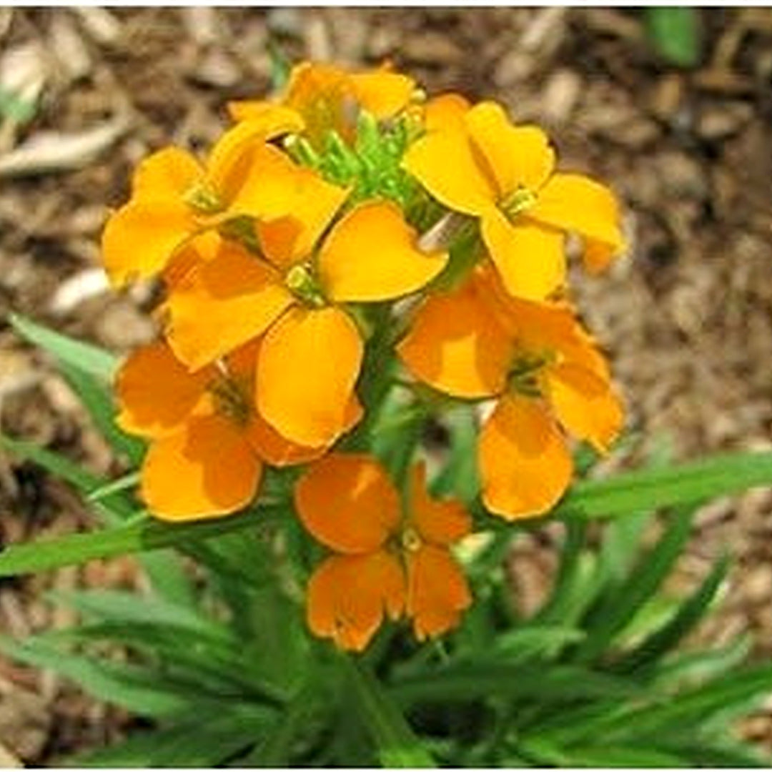 Orange Siberian Flower Seeds for Planting [neera-v5-f1ff960c6ac8efe7c98a]