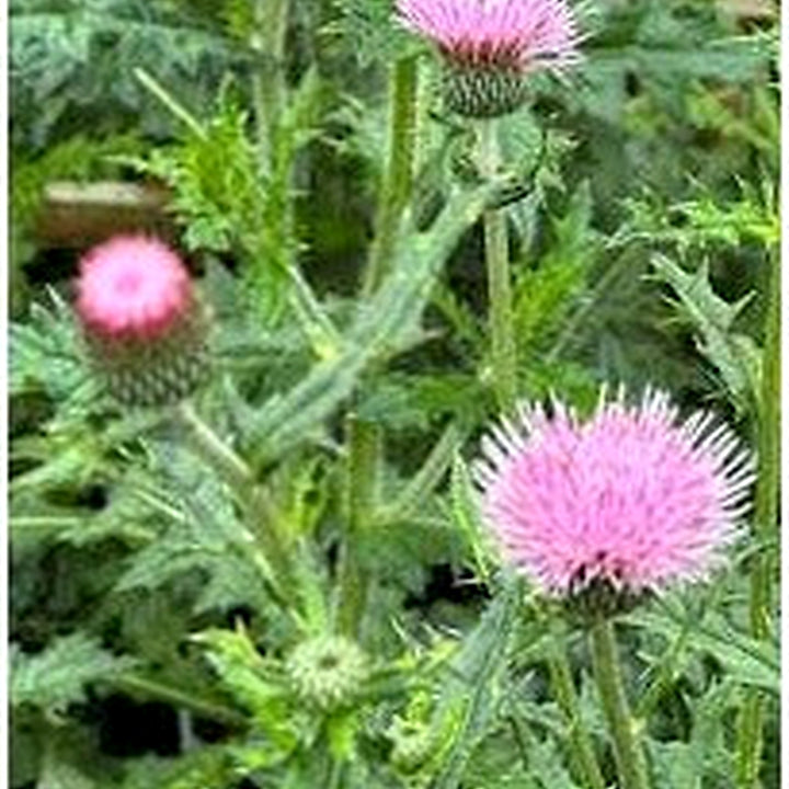 Cirsium Muticum Plant Seeds for Planting [neera-v5-f204161ed7059bc297b1]