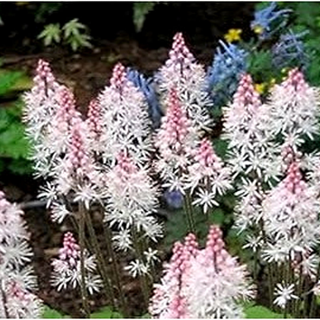 Heirloom Non-GMO Pink White Tiarella Flower Seeds for Planting [neera-v5-f20db045af9b706ddc06]