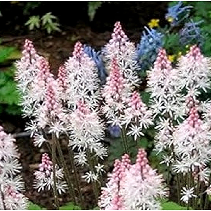 Heirloom Non-GMO Pink White Tiarella Flower Seeds for Planting [neera-v5-f20db045af9b706ddc06]