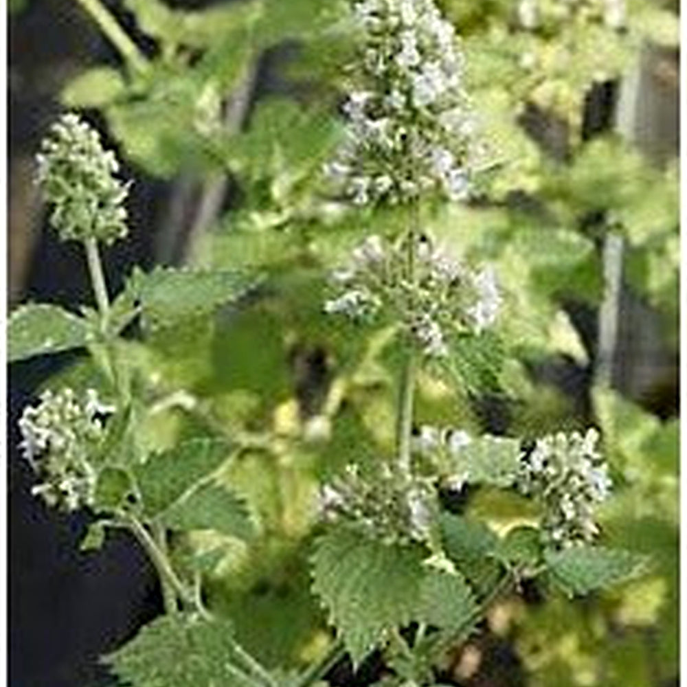 Lemon Catnip (Nepeta citriodora) Herb Seeds for Planting [neera-v5-f20f9d38f591a2d3ee55]
