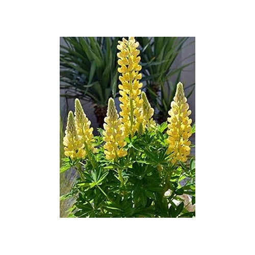 Heirloom Non-GMO Light Yellow Lupine Flower Seeds for Garden Planting | High Germination Organic Garden Seeds [neera-v5-f2156d36b073ff8b5287]
