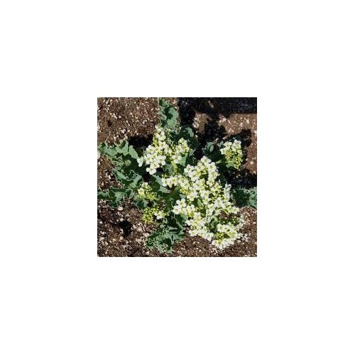 Seakale Flower Seeds for Planting [neera-v5-f215e36eb1bef60b8e56]