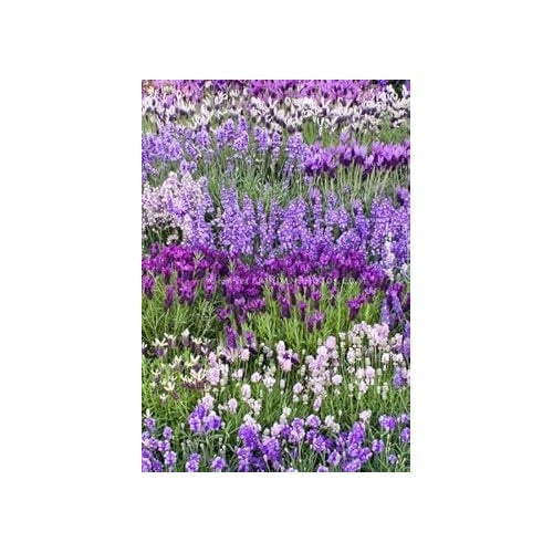 Heirloom Non-GMO Mixed Lavender Flower Seeds for Planting [neera-v5-f219b9872ebc4c742a9d]