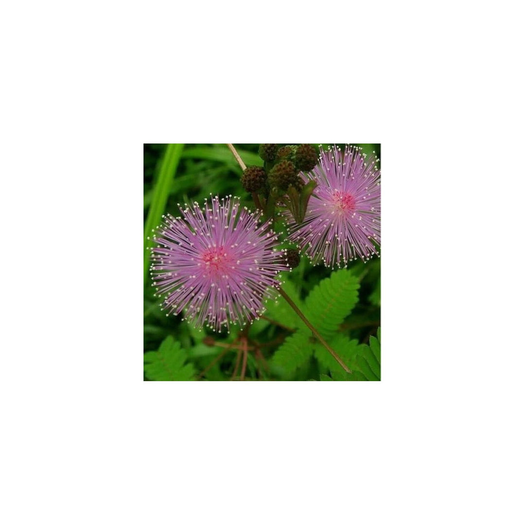 Mimosa Fun Kids Moving Leaves Fairy Garden Flower Seeds for Home Garden Planting, Colorful Organic [neera-v5-f226e2ae7e3cb7cc28d6]