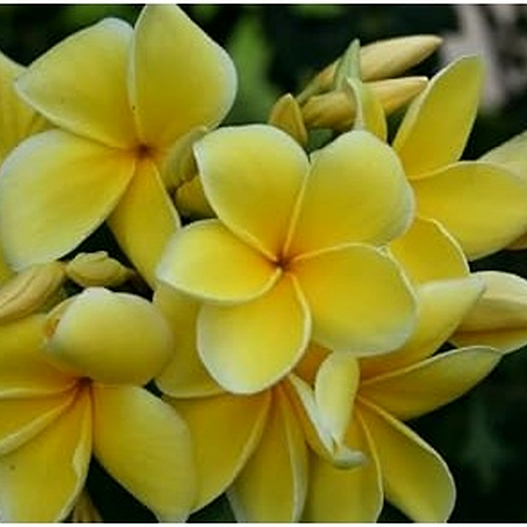 Light Yellow Frangipani Flower Seeds [neera-v5-f23875d5b9fb4cf844a1]