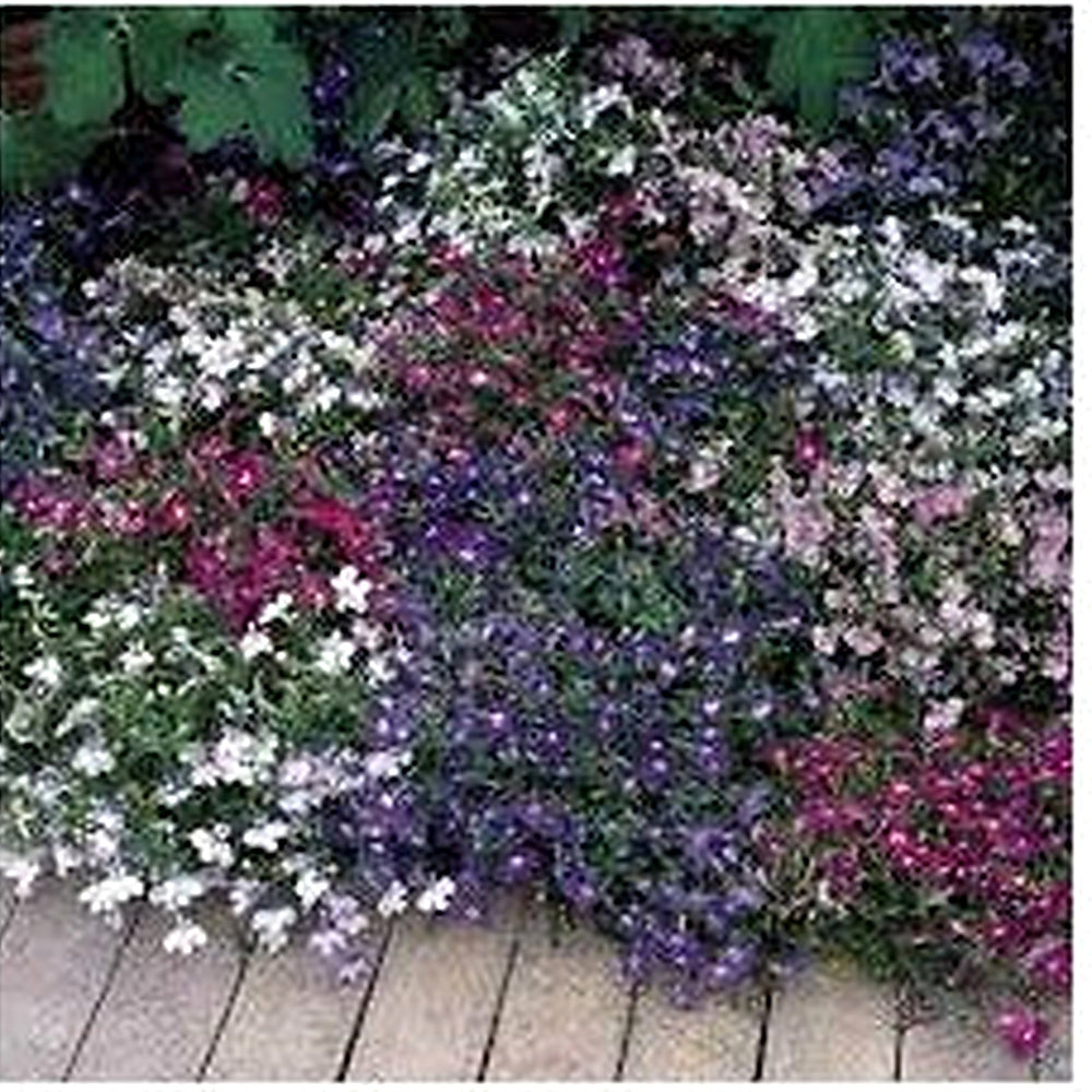 Lobelia erinus Flower Seeds for Planting [neera-v5-f238b9cbd8916f908684]