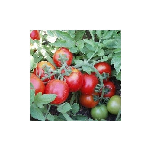 Red Tomato Seeds for Planting [neera-v5-f23ac3a8e89314707d1b]