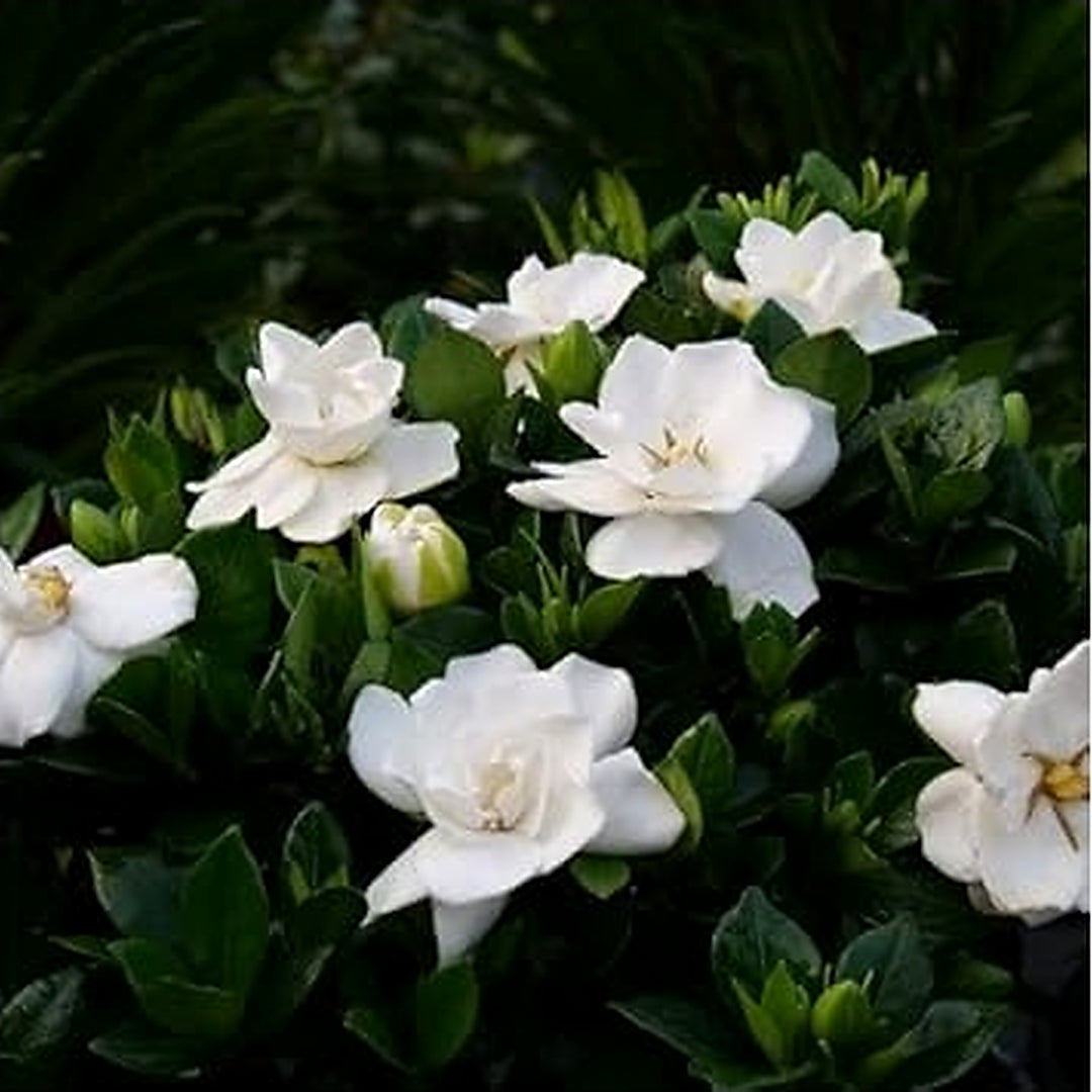 White Gardenia Flower Seeds for Planting [neera-v5-f23c05a4eeb46f712448]