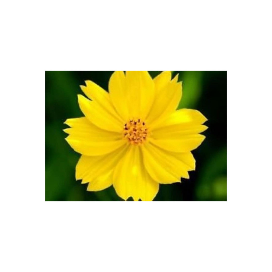 Sulphur Cosmos Dwarf Gold Pollinator Friendly Flower Flower Seeds for Home Garden Planting, [neera-v5-f242a4c22af61da759c1]