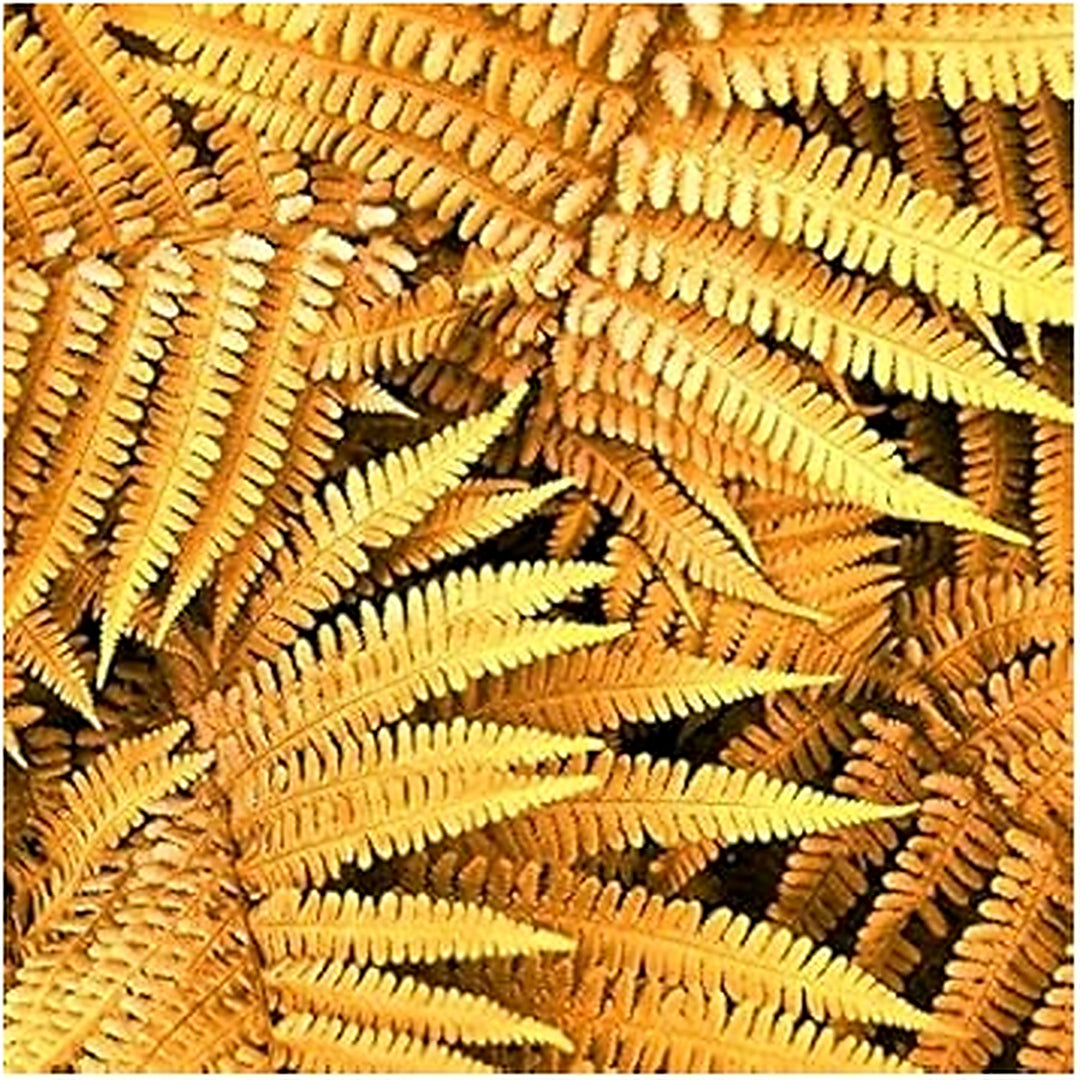 Yellow Fern Pteridophyta Seeds [neera-v5-f24bdced033fc2cb10c4]