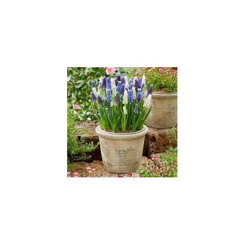 Grape Hyacinth Seeds [neera-v5-f24bf85ad68043434581]