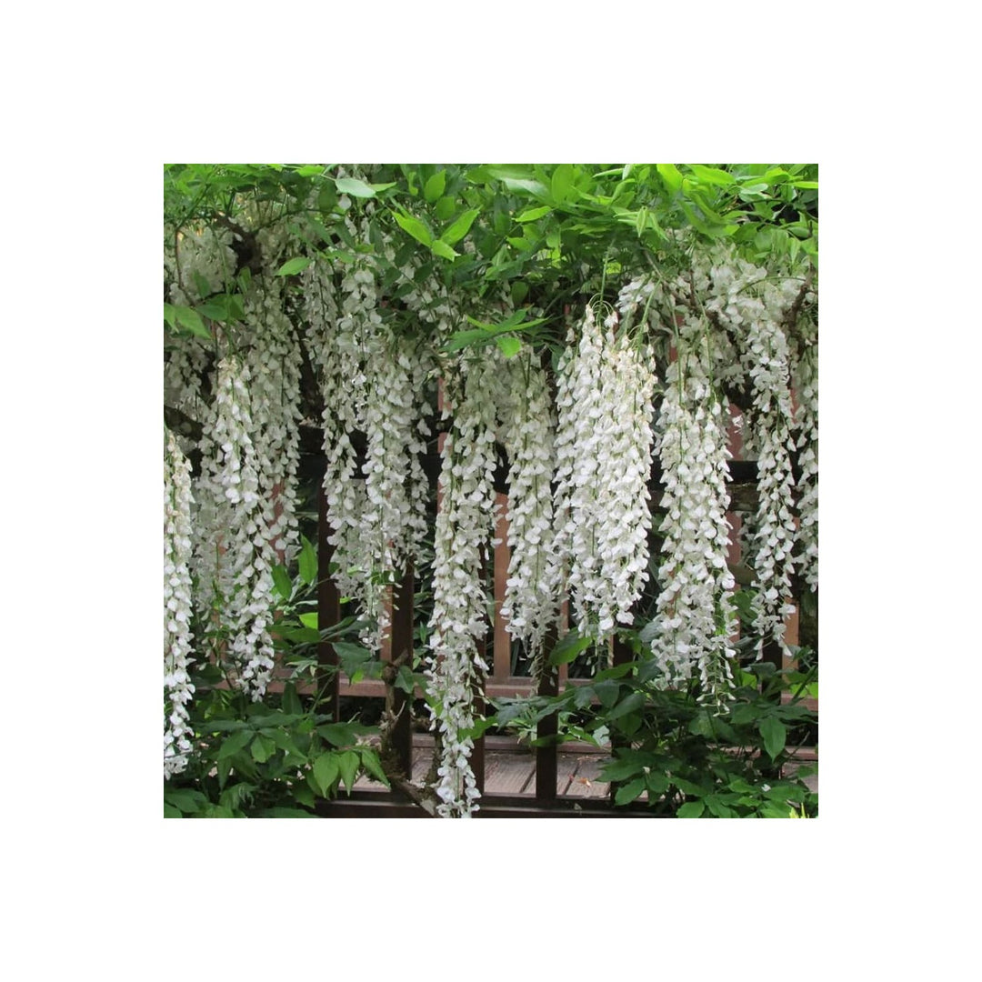 White Chinese Wisteria Wisteria Sinensis Flowering Tree For Backyard Garden Planting Flower Seeds [neera-v5-f25aa629f31fac81fa6d]