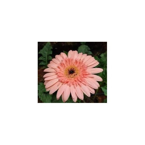 Light Pink Gerbera Heirloom Non-GMO Seeds for Planting [neera-v5-f25c503af68c3dbc4430]