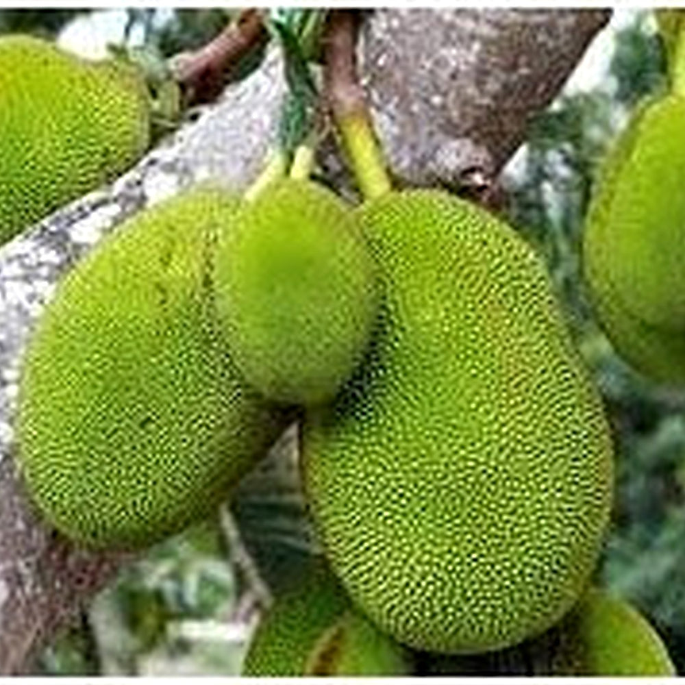 Green Jackfruit Seeds for Planting [neera-v5-f25d78f377c3c2e05914]