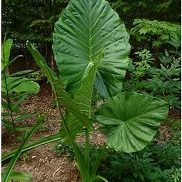 Heirloom Alocasia Macrorrhiza Plant Seeds for Garden or Indoor Planting, Non-GMO, Giant Elephant Ear Foliage [neera-v5-f262276a7f3929a1d47b]