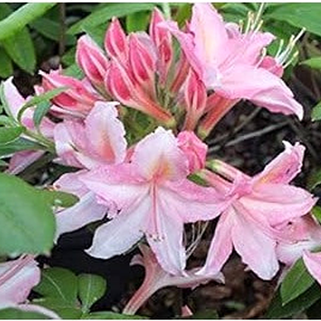 Pale Pink Rhododendron Seeds for Planting [neera-v5-f26473c78f5420fe2cd7]