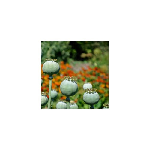 Giant Poppy Seeds (Papaver somniferum) [neera-v5-f2687e0b8b847002ca8e]