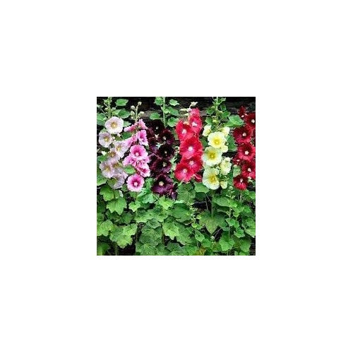 nic Hollyhock Flower Seeds for Planting [neera-v5-f271f39bb1b6edf635d6]