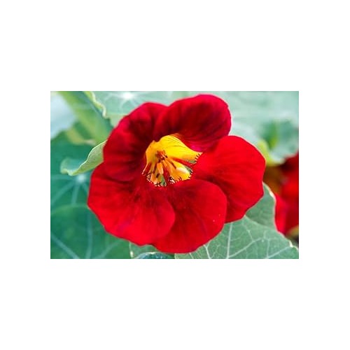 Heirloom Dark Red Nasturtium Flower Seeds for Planting [neera-v5-f290f3fa194ec02a4848]