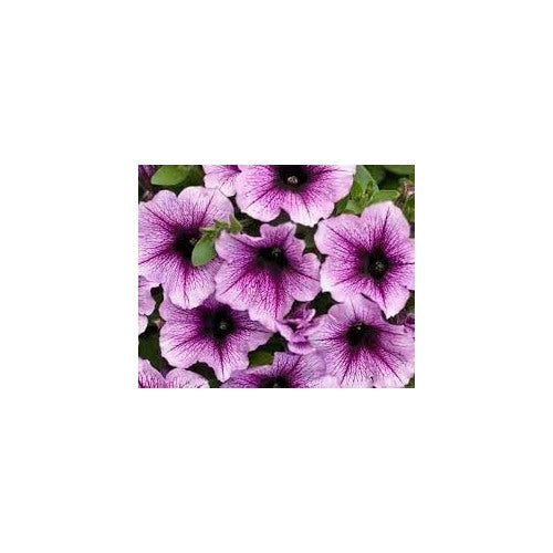 Heirloom Petunia Bordeaux Flower For Planting Non Gmo Easy To Grow Garden Blooms Flower Seeds for [neera-v5-f29e9c663a2a510d0802]