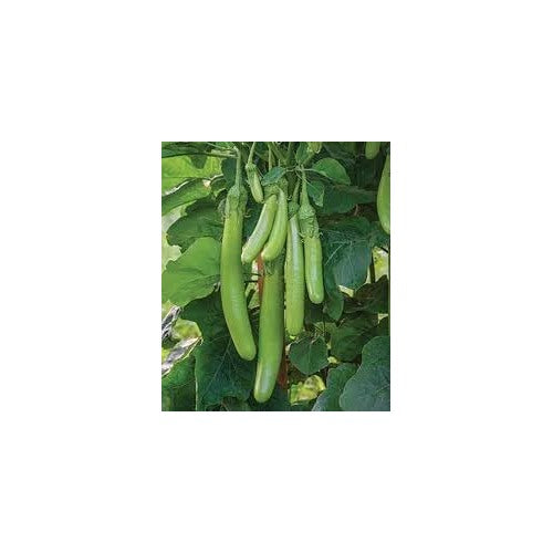 Eggplant Vegetable Seeds for Planting | Heirloom, Non-GMO, High Germination Organic Garden Seeds [neera-v5-f2b524c68c2dbdfec528]