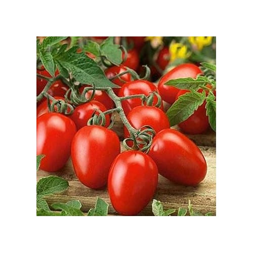 Red Tomato Vegetable Seeds for Planting [neera-v5-f2b5408148b09bda8ac7]
