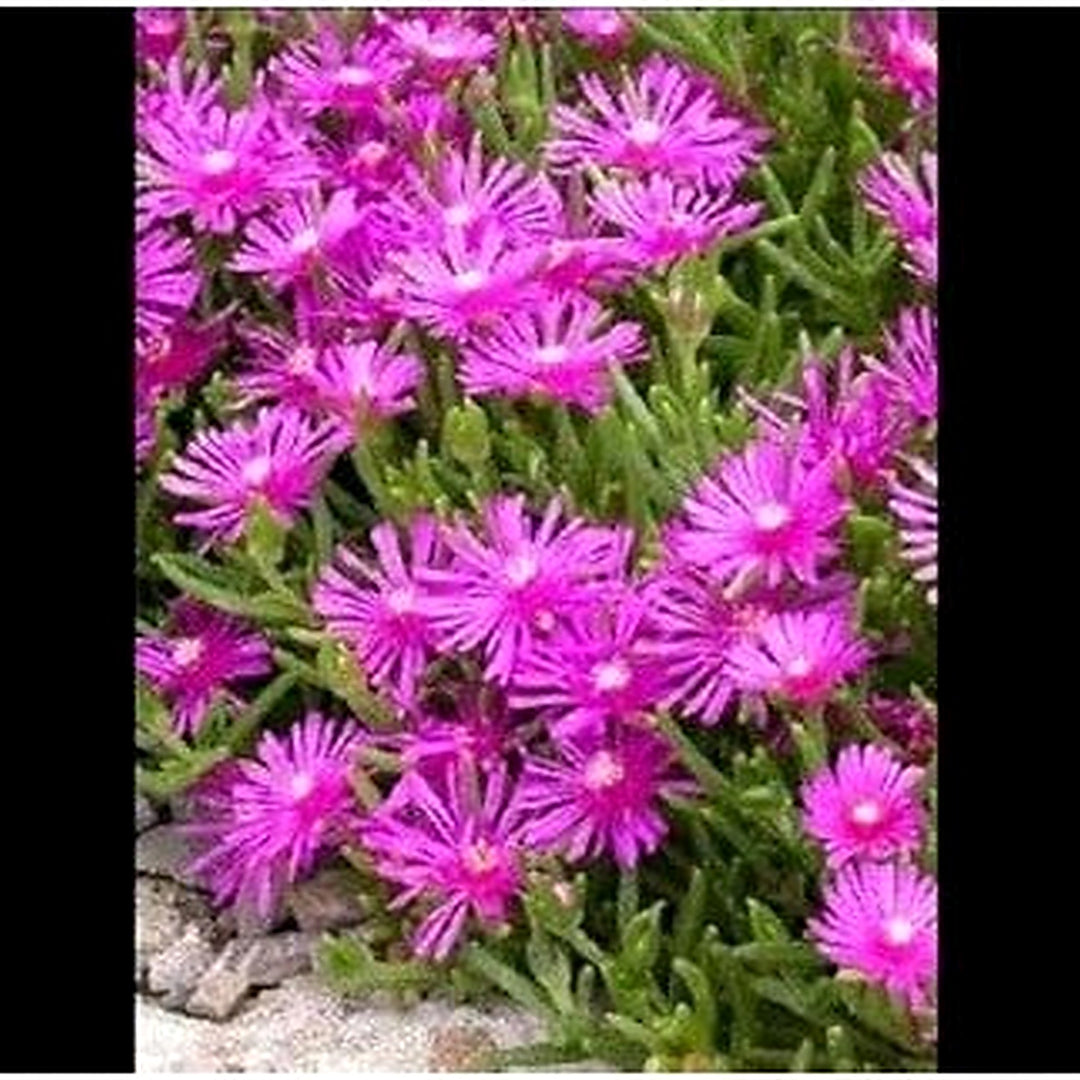 Purple Ice Plant For Planting Flower Seeds for Home Garden Planting, Landscape Organic Blooming [neera-v5-f2ba7dbf8b2a48d8d871]