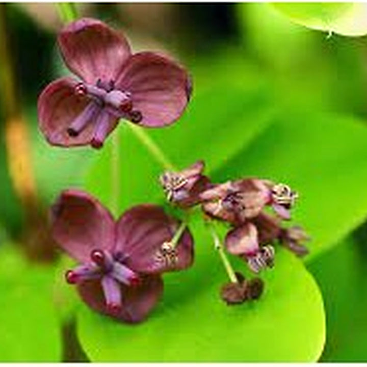Heirloom Akebia Flower Seeds for Planting [neera-v5-f2d2fd2370f78b4daead]