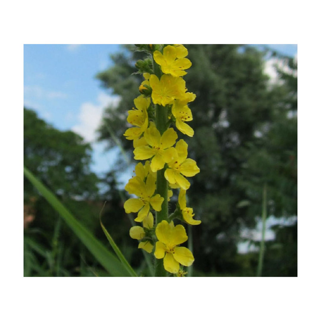 Heirloom Non Gmo Agrimonia Flower For Planting Medicinal Wildflower Blooms Flower Seeds for Home [neera-v5-f2d6a993ea6f05de840b]