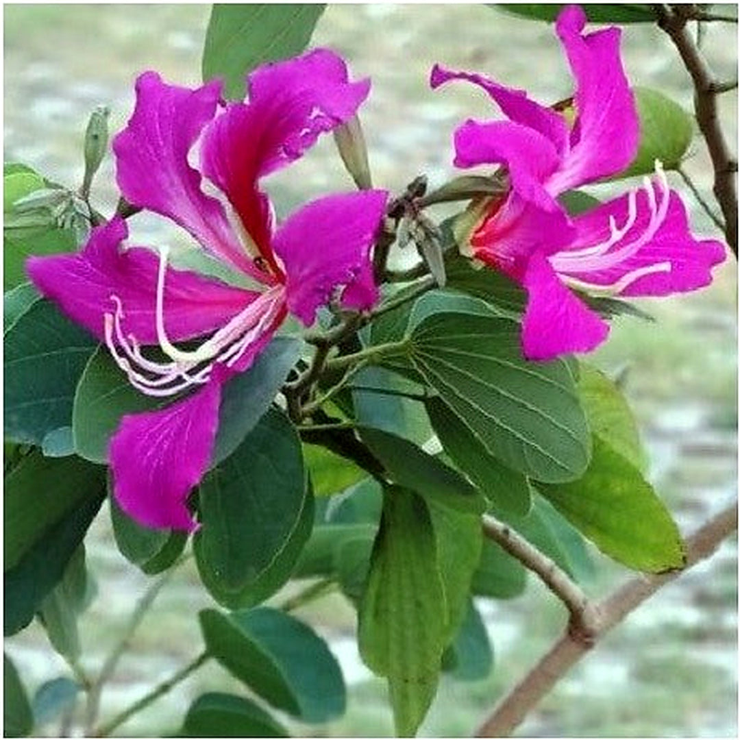 Heirloom Non-GMO Purple Orchis Flower Seeds for Planting [neera-v5-f2e2db51e05a42365e7d]