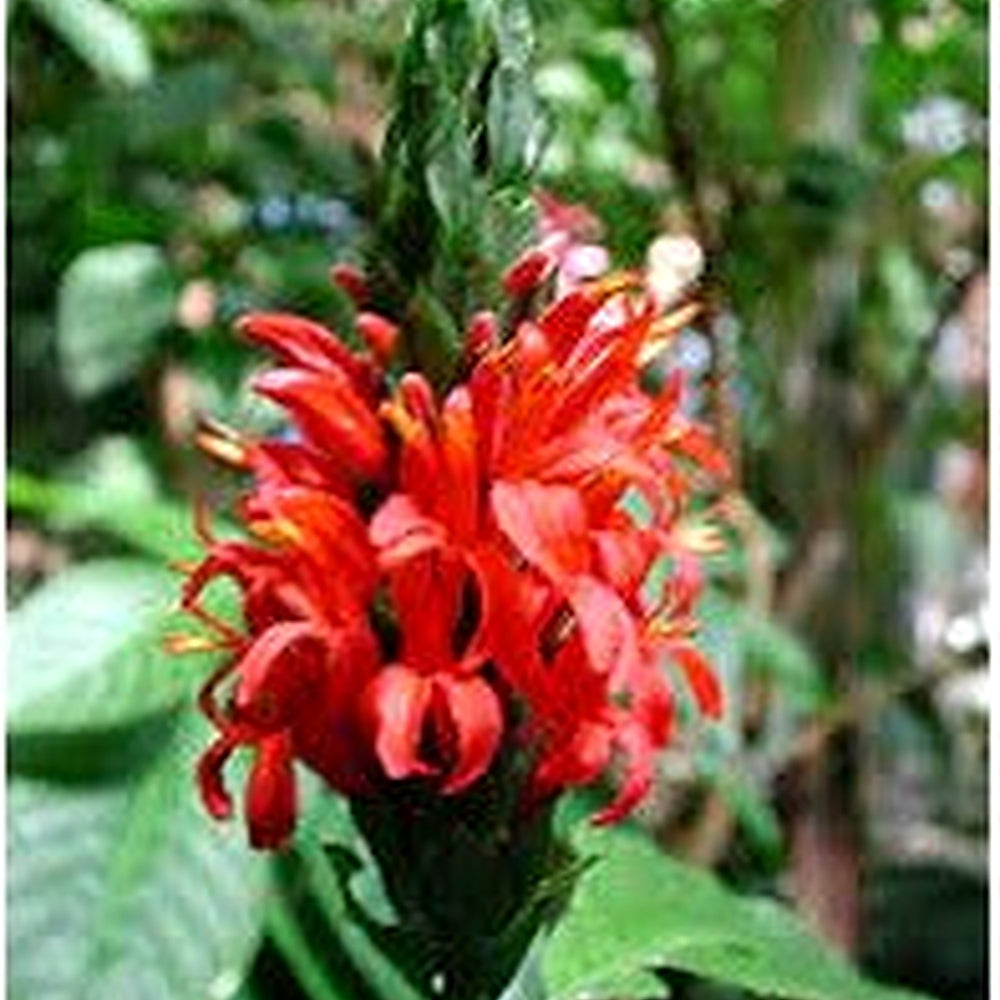 Red Pachystachys Flower Seeds for Planting [neera-v5-f2ec04dbcc37c0200395]
