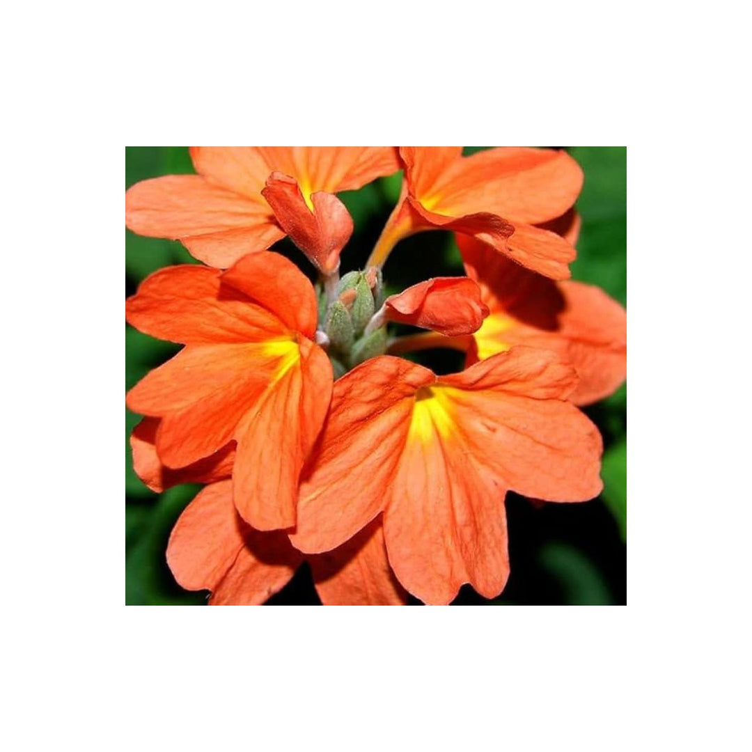 Fire Cracker Snap Dragon Plant Flower Seeds for Home Garden Planting, Ornamental Organic Blooming [neera-v5-f31691c4789781b72e17]