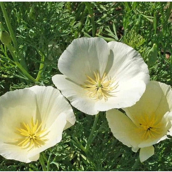 Heirloom White Eschscholtzia Jardim Flower Seeds for Planting [neera-v5-f32994f483c93b9c705e]