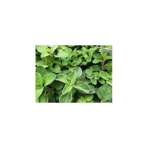Greek Oregano Seeds for Planting [neera-v5-f32e87945d513be6e055]