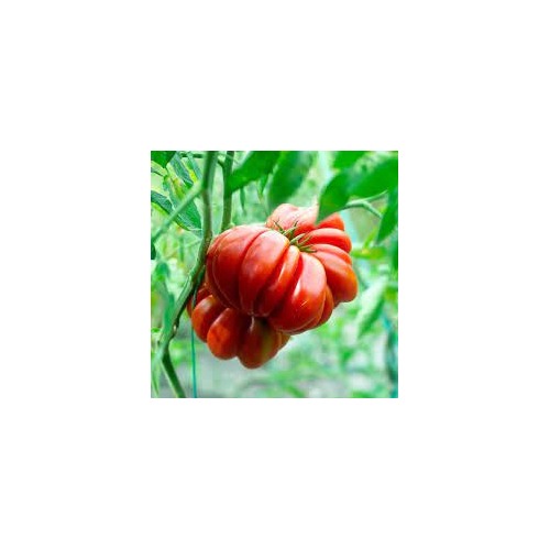 Heirloom Red Santorini Tomato Seeds for Planting [neera-v5-f331f03fefdd8630e1bf]