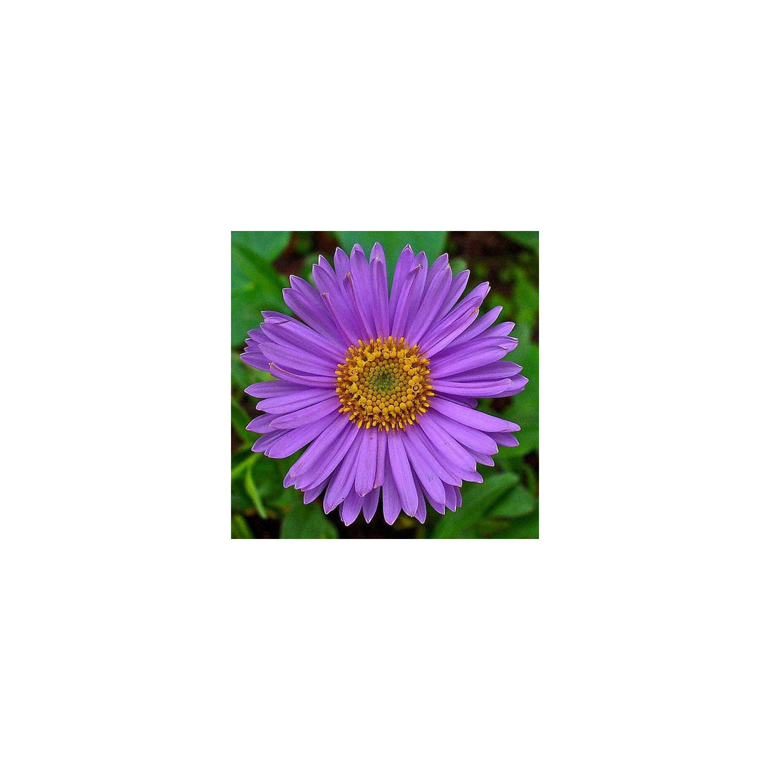 Purple Aster Rainbow Chrysanthemum Perennial Flower Flower Seeds for Home Garden Planting, Vibrant [neera-v5-f3382b4d678434eb78be]