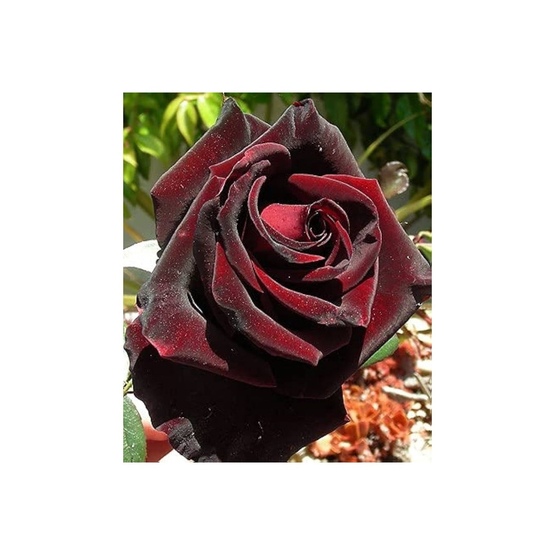 Black Rose Rosa Hybrida Flower For Planting Best For Decorative Home Garden Backyard Borders [neera-v5-f33cb84fb840e58471dc]