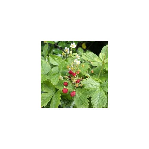 Fragaria vesca Fruit Seeds [neera-v5-f33d8cb17a6d76472be5]