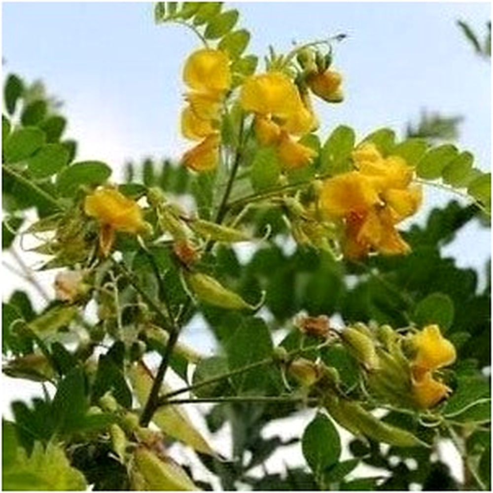 Bladder Senna Bush Plant Seeds for Planting [neera-v5-f33f67958af16302e4f6]