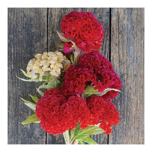 Celosia Chief Persimmon Flower Seeds for Planting [neera-v5-f34112f591617ab2dadc]