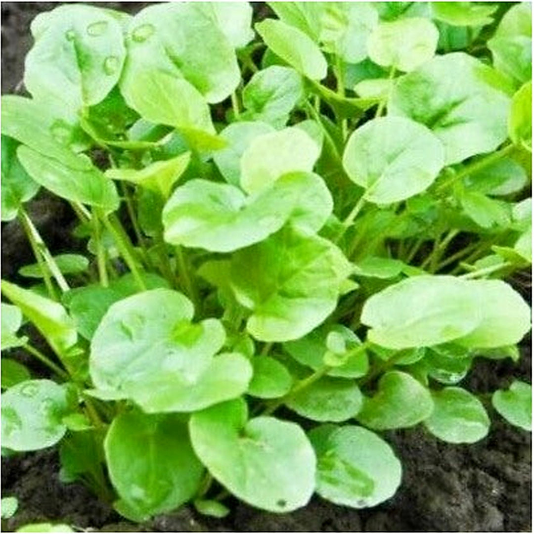 Upland Cress Planting Non Gmo Heirloom Barbarea Verna Herb Garden Fresh Flower Seeds Home [neera-v5-f35d1053cf2f188b2e1d]