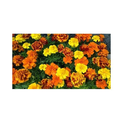 French Marigold Sparky Mix Beautiful Colors Garden Pest Deterrent Free Ship Heirloom Non Gmo Easy [neera-v5-f364e3cf159d835f3a91]