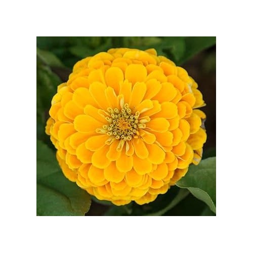 Yellow Zinnia Elegans Flower Seeds for Planting [neera-v5-f369d4a2d989fe9a38b4]