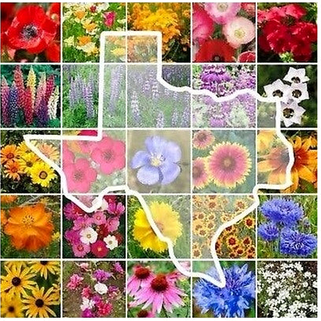Texas Wildflower Mix Perennials Annuals Non Gmo Usa Fast Free Ship Heirloom Flower Seeds Home [neera-v5-f36f39b07bf66afc4bb2]