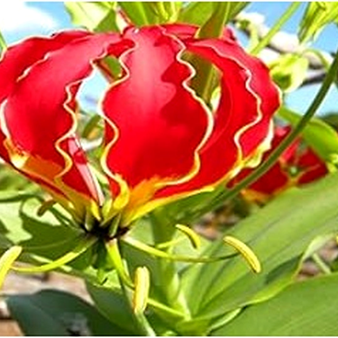 Red Gloriosa Superba Seeds for Planting [neera-v5-f370581864d41137dcd3]
