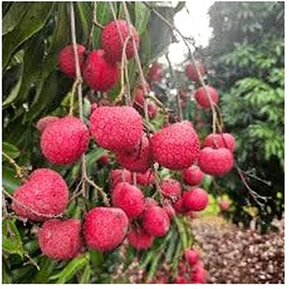 Kaimana Lychee Fruit Seeds [neera-v5-f3720cea92e77226404a]
