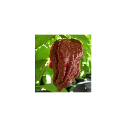 Moruga Scorpion Pepper Vegetable Seeds for Planting [neera-v5-f380e7d826f1477d1282]